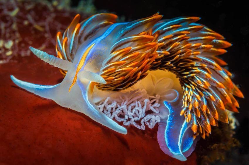 Những con vật quái dị nhất sống dưới đáy đại dương - 10