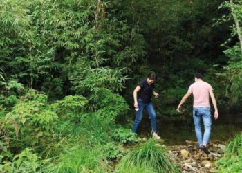 'Săn' trà cổ thụ trên đỉnh Phja Oắc - 5