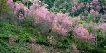 Rực sắc hồng của mai anh đào Đà Lạt 1