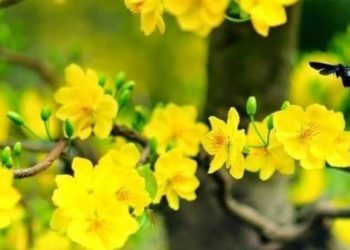 Mai trong bài 'Cáo tật thị chúng' có phải là mai chưng tết ? - 2