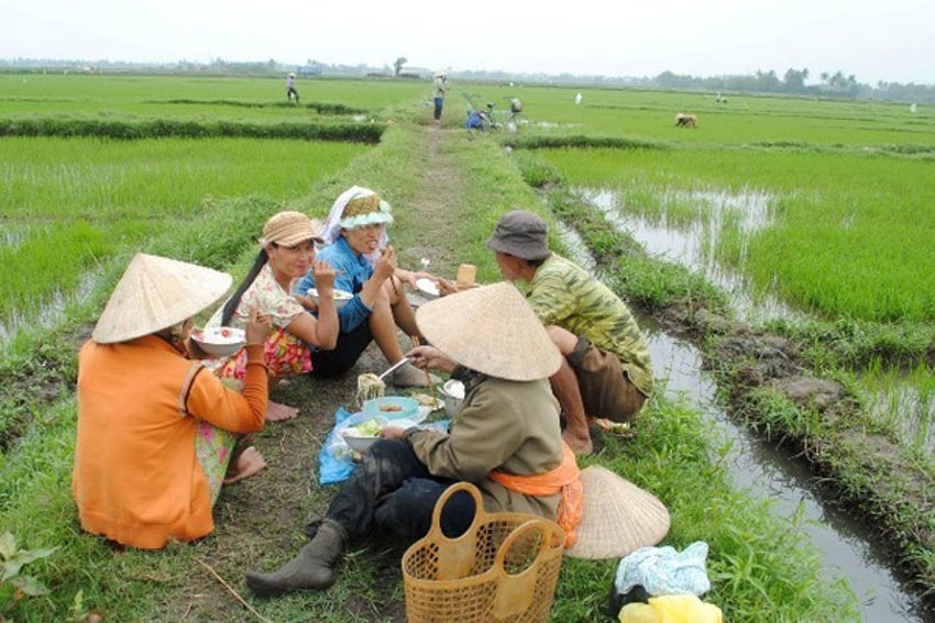 Về đồng ăn cơm… - 1