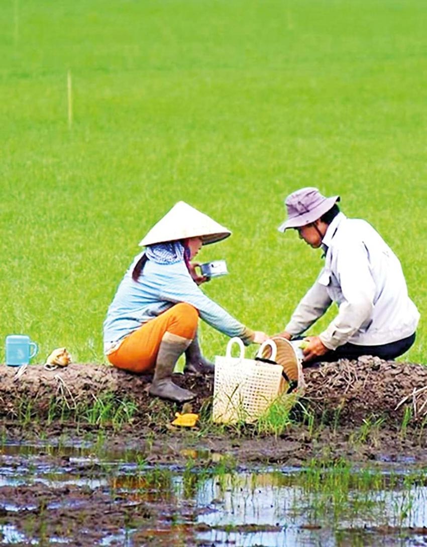 Về đồng ăn cơm… - 2