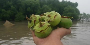 Cây bần ở miền Tây Nam bộ - 1