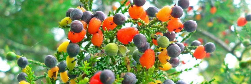 Cây độc lạ với 40 loại trái cây khác nhau mỗi năm - 2