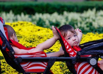 Có một loài hoa mang tên 'hoa mùa xuân' - 1