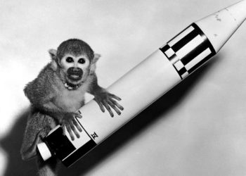 Ngày xuân vinh danh những con vật bay vào vũ trụ - 5