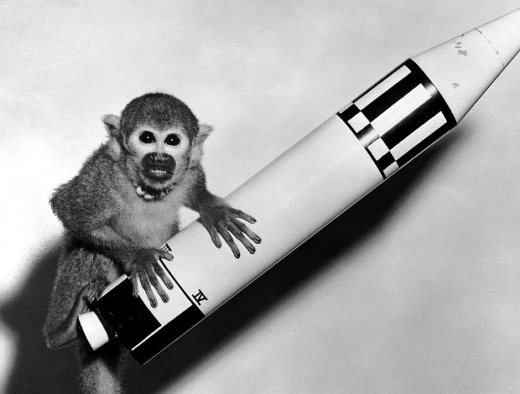 Ngày xuân vinh danh những con vật bay vào vũ trụ - 5