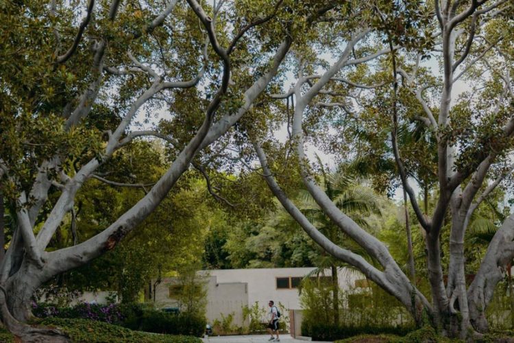 Bóng râm, biểu tượng mới cho bất bình đẳng tại Los Angeles - 2