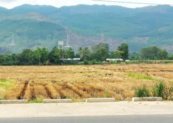 Chuyện kể về bức phù điêu Chăm - 2