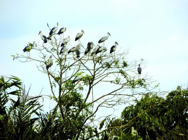 Đau đáu vườn chim trời Tân Mỹ - 1