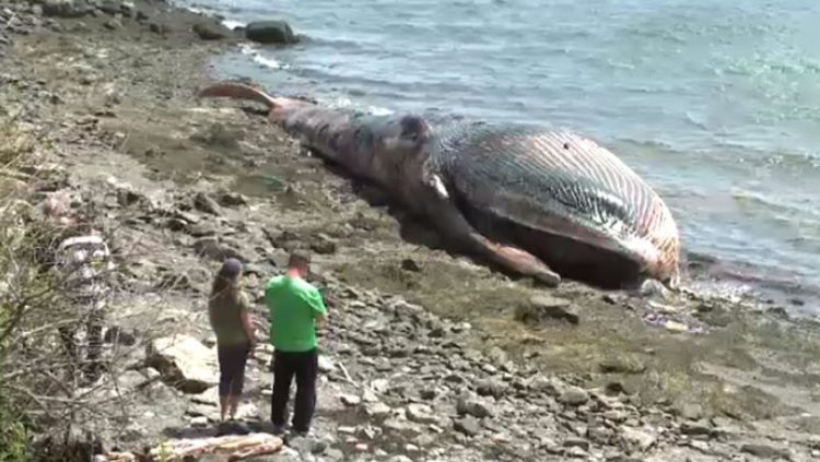 Những mùi kỳ lạ ít ai được trải nghiệm - 3