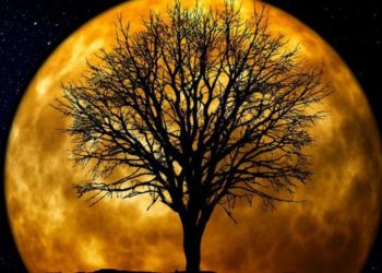 Cây đến từ mặt trăng - 1