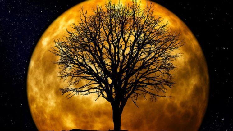 Cây đến từ mặt trăng - 1