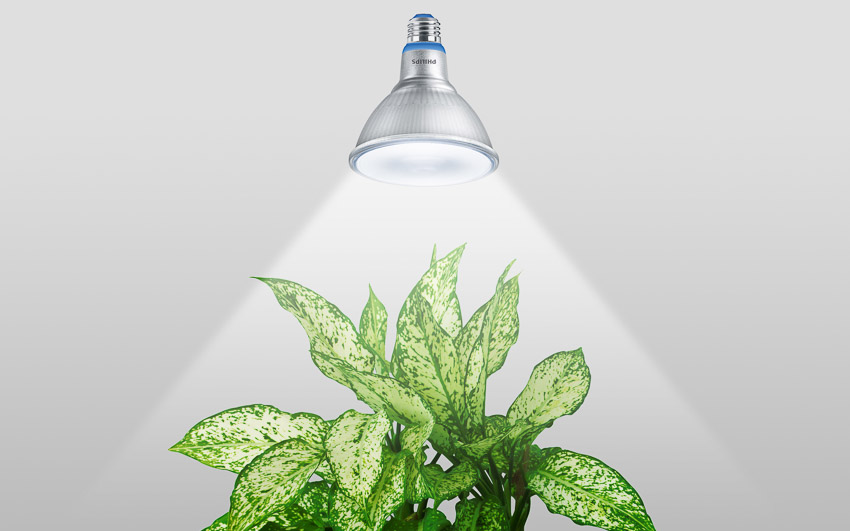 Signify ứng dụng công nghệ ánh sáng tối tân hỗ trợ phương pháp trồng cây xanh trong nhà