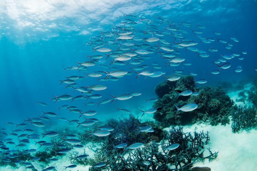 Dell Technologies hỗ trợ các tình nguyện viên trên toàn thế giới bảo vệ Rạn san hô Bờ Đá Lớn - 1