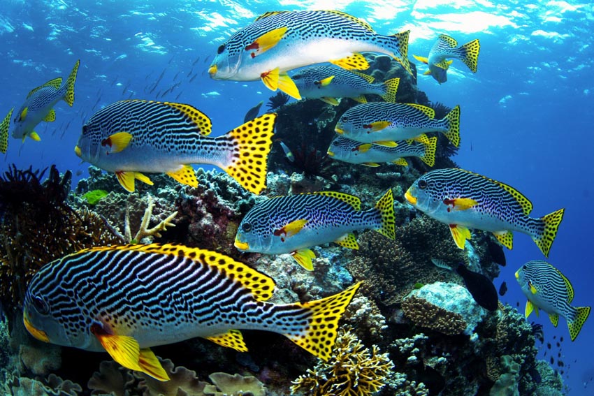Dell Technologies hỗ trợ các tình nguyện viên trên toàn thế giới bảo vệ Rạn san hô Bờ Đá Lớn - 2