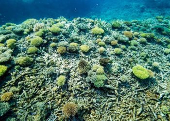 Dell Technologies hỗ trợ các tình nguyện viên trên toàn thế giới bảo vệ Rạn san hô Bờ Đá Lớn - 3