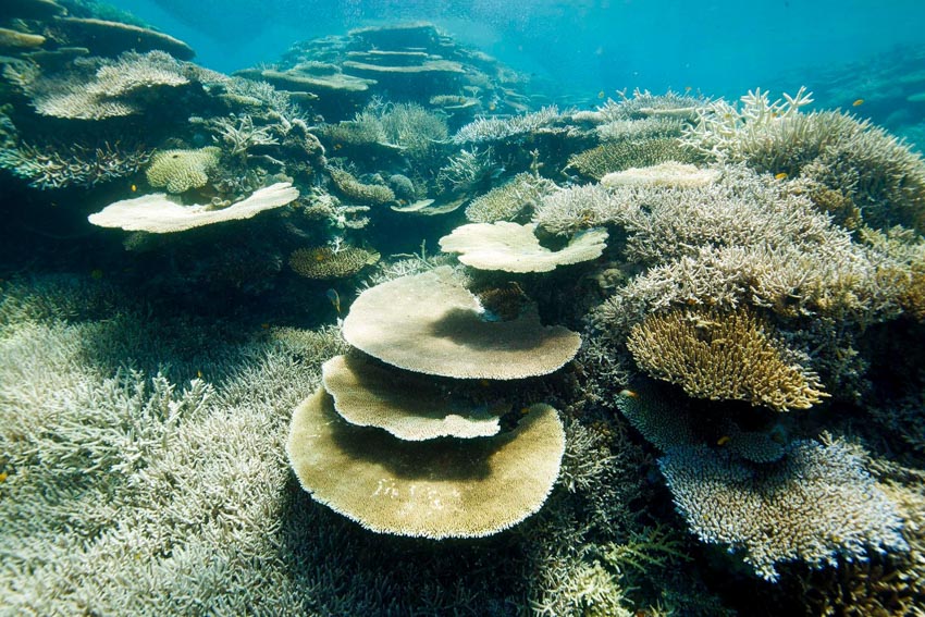 Dell Technologies hỗ trợ các tình nguyện viên trên toàn thế giới bảo vệ Rạn san hô Bờ Đá Lớn - 4