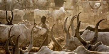 Gặp gỡ Mundari: Bộ lạc cuồng bò nhất - 11