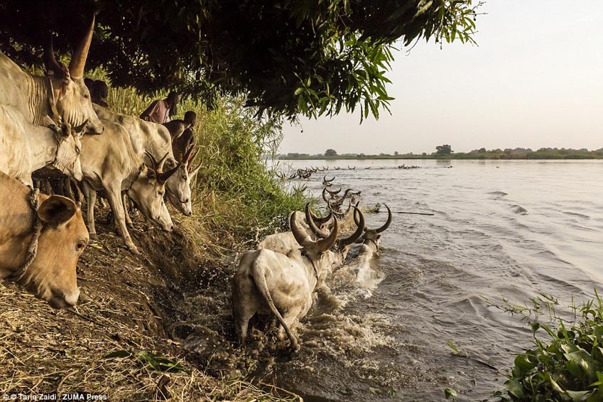 Gặp gỡ Mundari: Bộ lạc cuồng bò nhất - 12