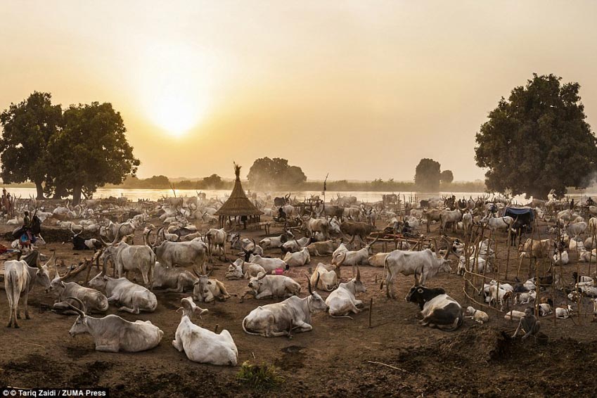 Gặp gỡ Mundari: Bộ lạc cuồng bò nhất - 8