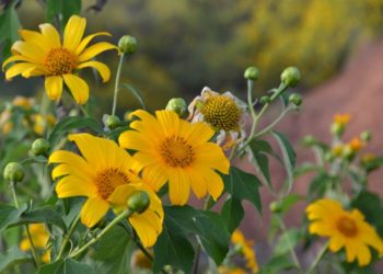 Hẹn với tháng mười