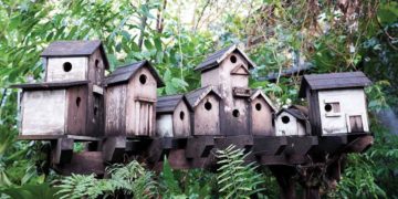 Bốn mùa đều xuân trong khu vườn của Hậu - 3