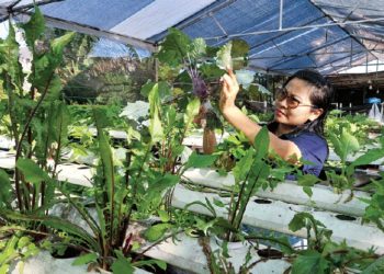 Bắt đầu từ rễ… - 3