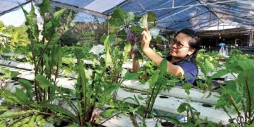 Bắt đầu từ rễ… - 3