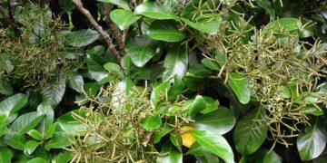 Kinh dị cây Pisonia: 'ma phiến' của nhà chim biển - 1