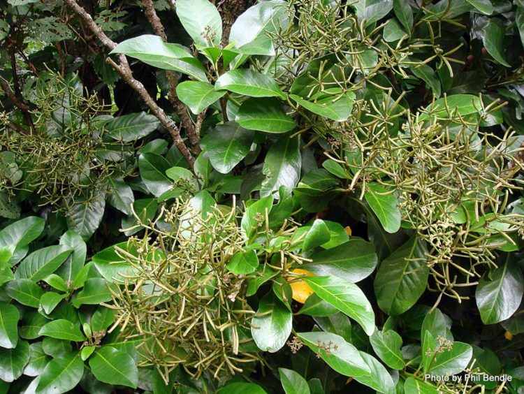 Kinh dị cây Pisonia: 'ma phiến' của nhà chim biển - 1