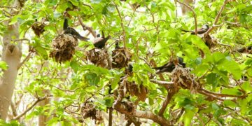 Kinh dị cây Pisonia: 'ma phiến' của nhà chim biển - 10