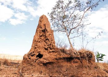 Làm sao để hiểu con giun, con dế… - 3