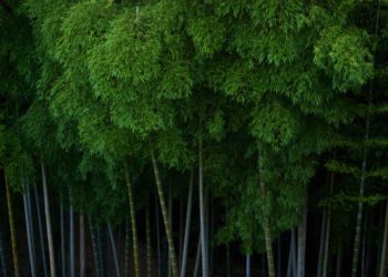 Xiaomi cam kết giảm phát thải ròng khí nhà kính toàn cầu bằng 0 - 2