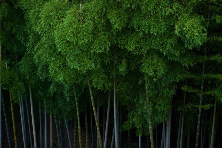 Xiaomi cam kết giảm phát thải ròng khí nhà kính toàn cầu bằng 0 - 2