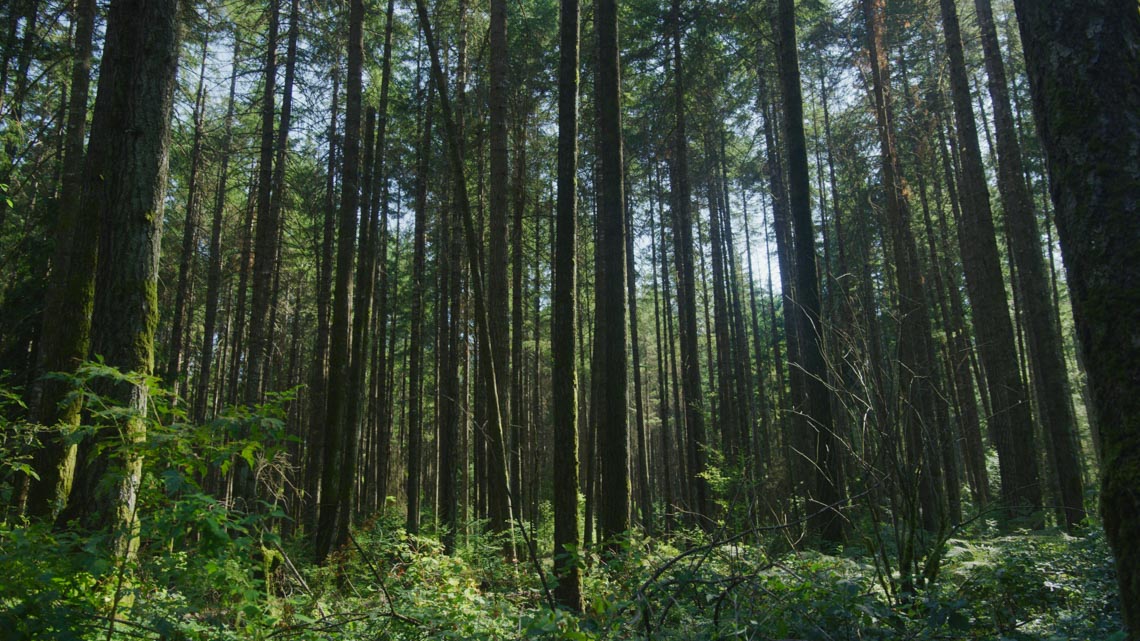 Gỗ mềm Canada: thêm lựa chọn nguồn cung bền vững cho ngành gỗ Việt - 1