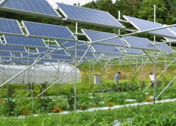Năng lượng tái tạo trong nông nghiệp: Chăn nuôi trồng trọt bên dưới những tấm pin mặt trời - 1
