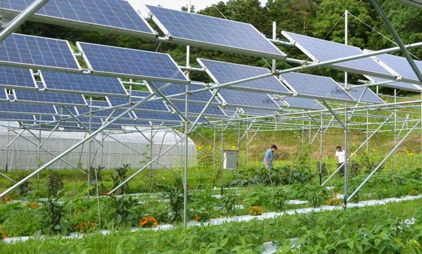 Năng lượng tái tạo trong nông nghiệp: Chăn nuôi trồng trọt bên dưới những tấm pin mặt trời - 1