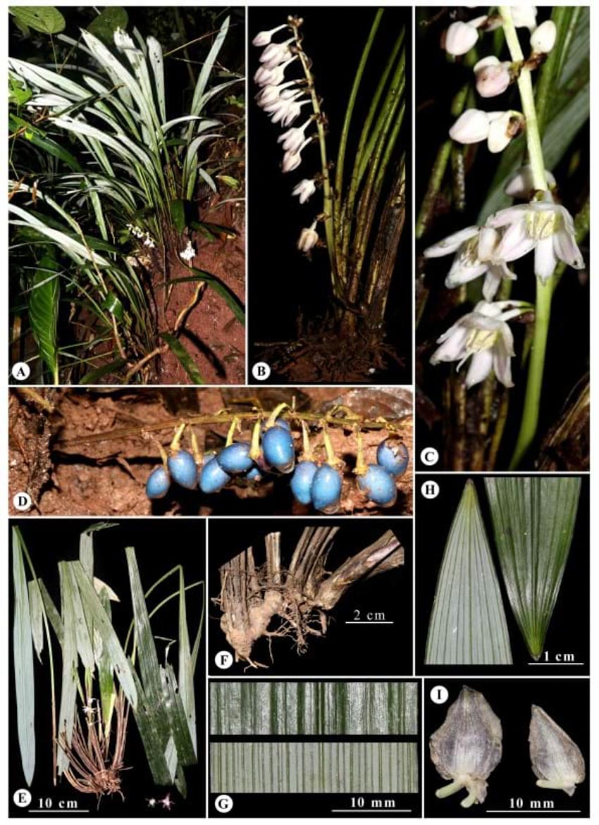 Thêm 83 loài thực vật mới được phát hiện tại Việt Nam - 2
