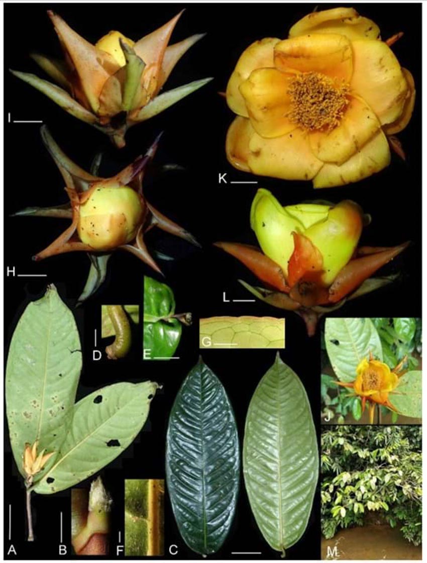Thêm 83 loài thực vật mới được phát hiện tại Việt Nam - 3