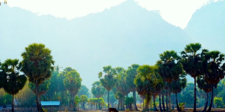 rừng thốt nốt khoắc màu nắng hạ