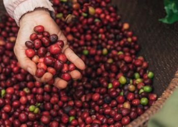 NESCAFÉ Plan năm 2030