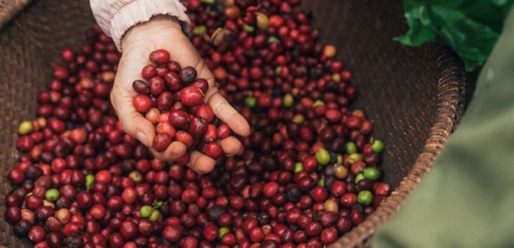NESCAFÉ Plan năm 2030
