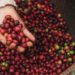 NESCAFÉ Plan năm 2030
