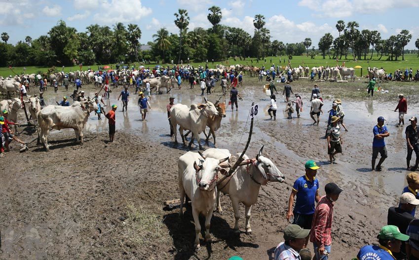 Sôi động lễ hội đua bò Bảy Núi - 16