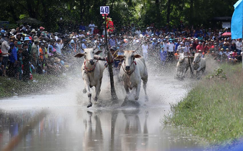 Sôi động lễ hội đua bò Bảy Núi - 7