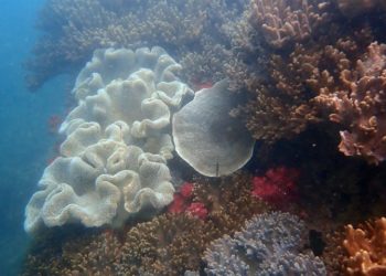 Phát triển bền vững tại Zannier Bãi San Hô: Bước đi mới cho bảo tồn biển - 3