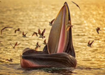 Cá voi Bryde dài hơn 10 mét đang săn mồi gần bờ biển Nhơn Lý, được chụp bởi nhiếp ảnh gia Nguyễn Dũng