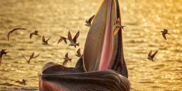 Cá voi Bryde dài hơn 10 mét đang săn mồi gần bờ biển Nhơn Lý, được chụp bởi nhiếp ảnh gia Nguyễn Dũng