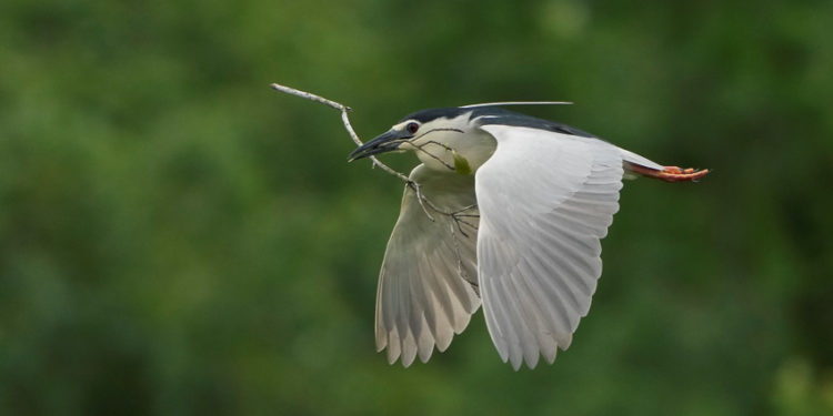 Khi chiếc máy ảnh mở ra khát vọng được sống thật với thiên nhiên